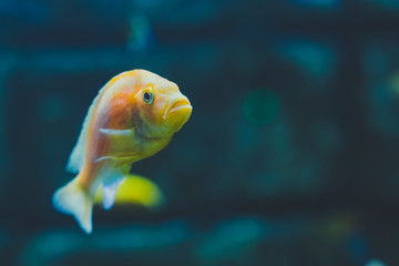 Yellow exotic decorative fish Iodotropheus sprengerae, the rusty cichlid, lavender mbuna or lavender cichlid - cichlid endemic to the Boadzulu, Chinyankwazi Islands, Lake Malawi.