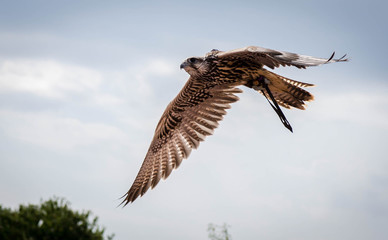rapace