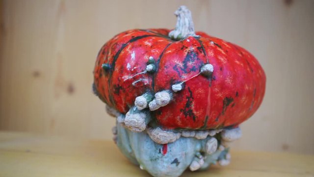 orange red pumpkin in the closeup