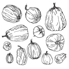 Various pumpkins. Botanical hand drawn vector set.