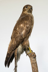 Common buzzard sitting on a tree branch