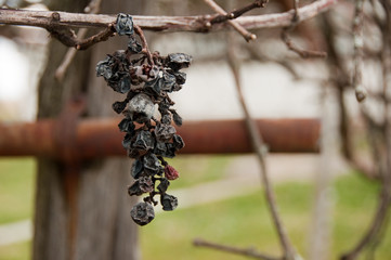 Cut from the Vine