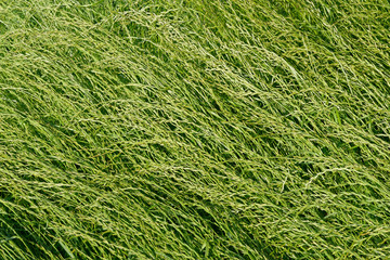 ausdauerndes Weidelgras