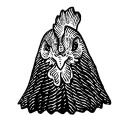 design of a domestic chicken head