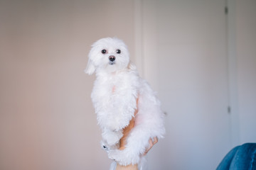 young beautiful woman lying on bed with her Cute maltese dog besides. love for animals concept