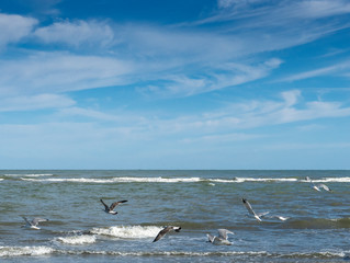 mediterranean sea with seagulls in fly