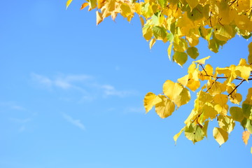 Gelbes Herbstlaub - Birkenblätter isoliert und freigestellt