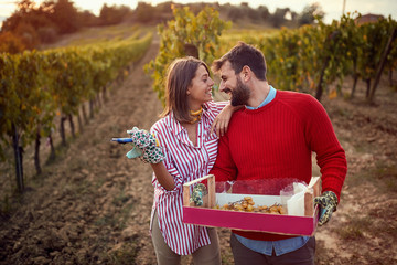 Harvesters grape.  couple in vineyard.