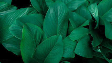 Creative tropical green leaves layout. Concept : Green leaves pattern background / Nature spring.