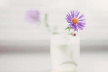 tender little violet flowers in a small vase on a white blurred windowsill