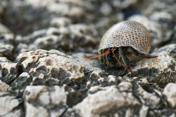 A small hermit crab looks out of the shell. You can see the eyes on the stems, claws, and antennae of the organs of touch and smell. Macro mode. Selective focus. Blurred movement. Copy space