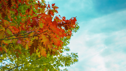 oak branches with red autumn leaves against the blue sky.  autumn background with oak branches.