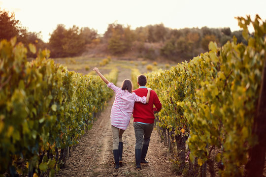 Autumn vineyards.Happy couple walking in between rows of vines.