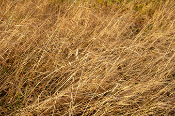 Tall yellow autumn grass on a field close-up