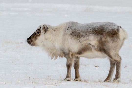 154 Best Svalbard Reindeer Images Stock Photos Vectors Adobe Stock