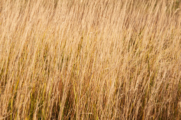 Tall yellow autumn grass on a field close-up