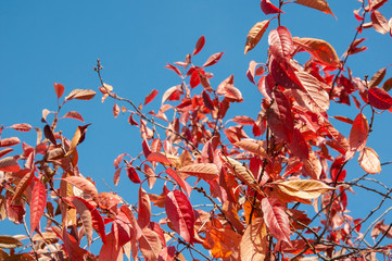 Red autumn leaves of a tree on a background of blue sky
