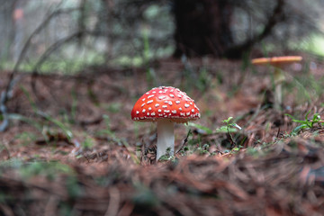 toadstools in the pine forest after the rain