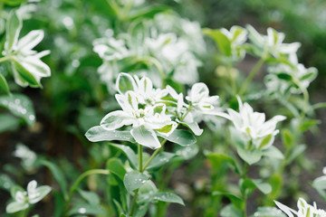 Milkweed blooms in the garden in summer