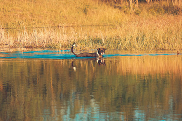 Dog wading through pond water in fall season landscape.  Rural nature scene.