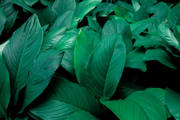 Creative tropical green leaves layout. Concept : Green leaves pattern background / Nature spring..