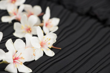 A close-up view of tung blossoms on a black background.