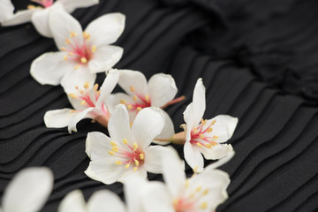 A close-up view of tung blossoms on a black background.