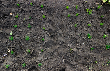 Sprout onion, black earth, green grass Russia