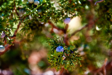 Juniper Berry