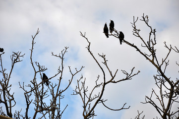 birds on tree