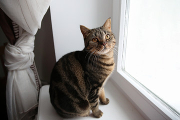 Cat of British breed sits by the window.