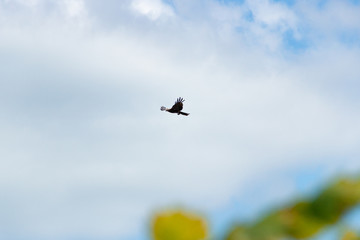 Fototapeta premium An adult red-tailed hawk flies on a bright blue sky day