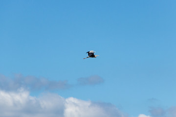 The Great Blue Heron is a large wading bird most commonly found near bodies of water. They can be found year-round.