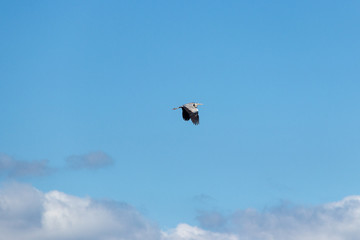 The Great Blue Heron is a large wading bird most commonly found near bodies of water. They can be found year-round.