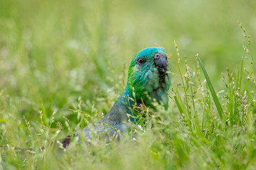 Red-rumped Parrot in Australia
