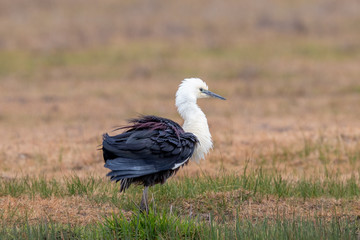 White-necked Heron in Australia