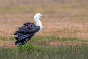 White-necked Heron in Australia