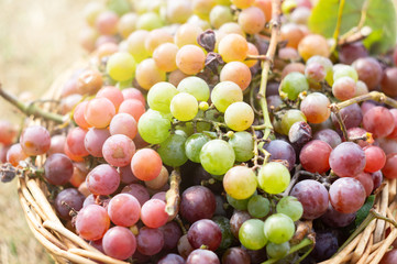 Green and purple grapes in a basket in the sunlight