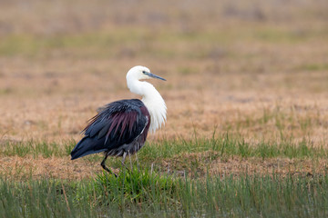 White-necked Heron in Australia