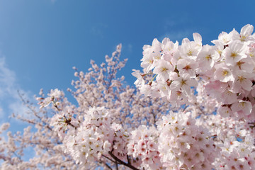 closeup cherry blossoms on blue sky background