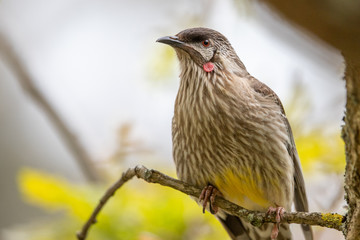 Red Wattlebird in Australia
