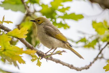 Yellow-plumed Honeyeater in Australia