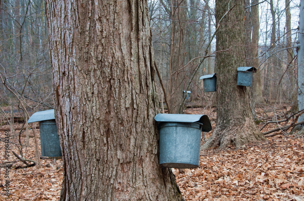 Wall mural maple syrup buckets on trees in spring