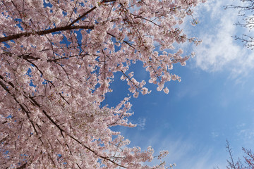 cherry blossoms on blue sky background