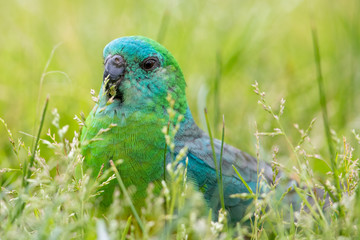 Red-rumped Parrot in Australia