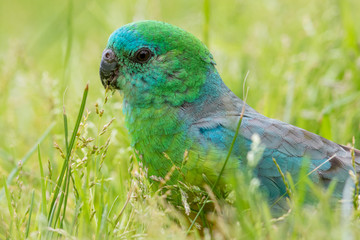 Red-rumped Parrot in Australia