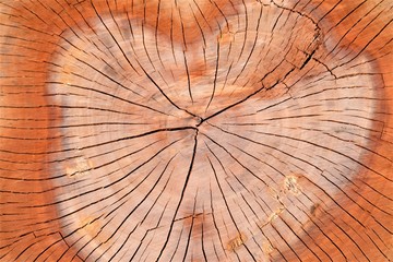 Pattern on cut trunk of tree, thin cracks on tree.