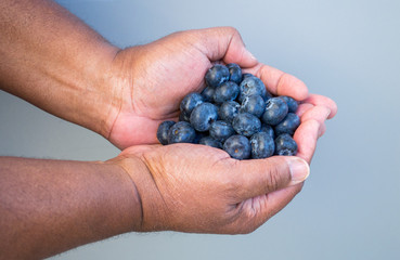 ripe fresh blueberries in the cupped hands of an African American man against a solid background