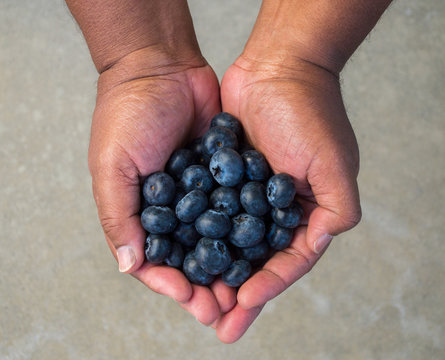 ripe fresh blueberries in the cupped hands of an African American man viewed from above