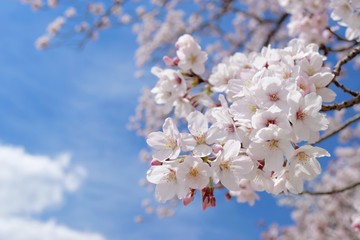 closeup cherry blossoms on blue sky background